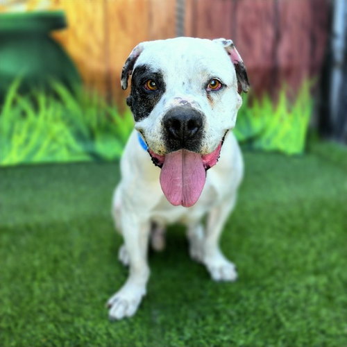 picture of the dog needing adoption