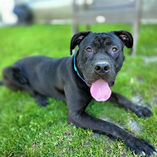 picture of the dog needing adoption