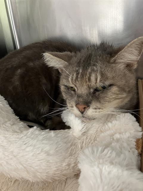 GRUMPIES, an adoptable Domestic Short Hair in Long Beach, CA