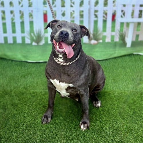 picture of the dog needing adoption