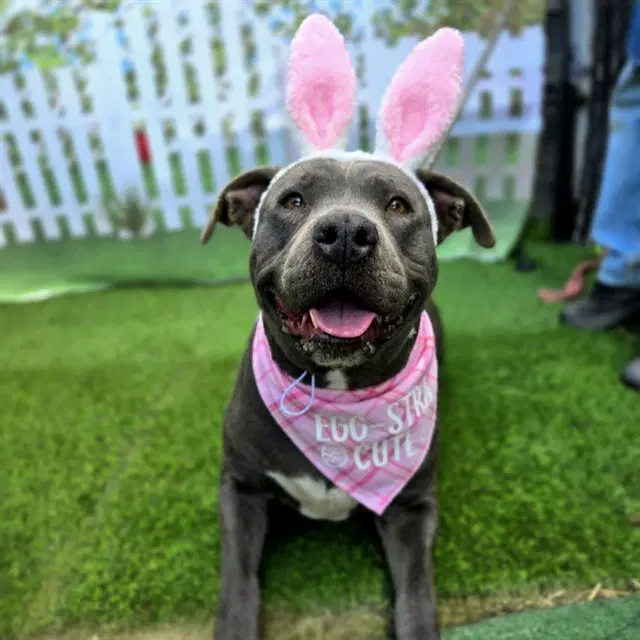Mabel - Pit Bull Terrier