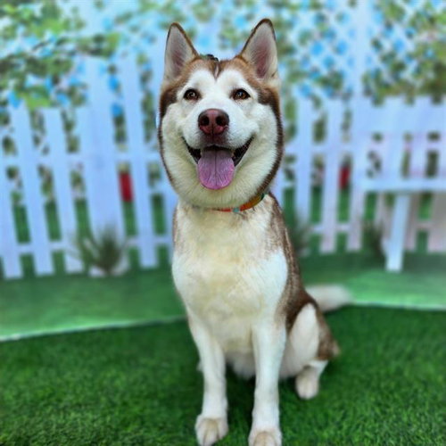 MIA - Siberian Husky available for adoption