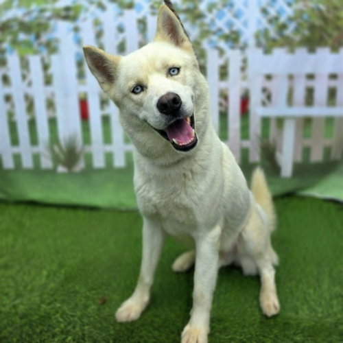 *SKY, an adoptable Siberian Husky in Long Beach, CA