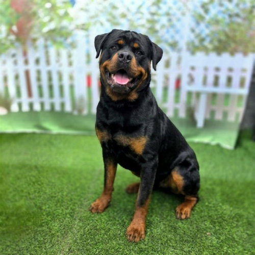 RAMBO, an adoptable Rottweiler in Long Beach, CA