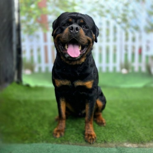 ROCKY, an adoptable Rottweiler in Long Beach, CA