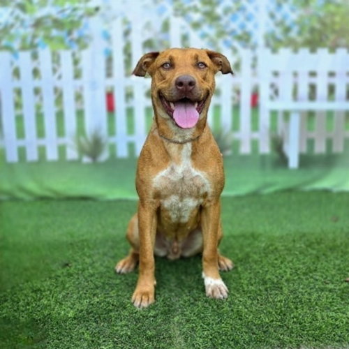 picture of the dog needing adoption
