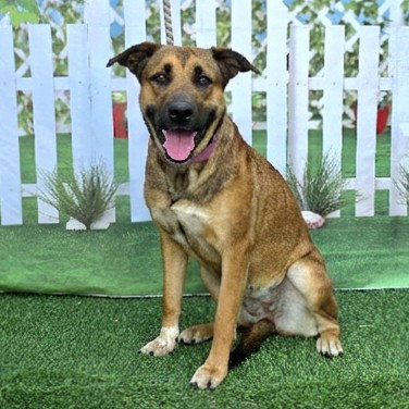 picture of the dog needing adoption