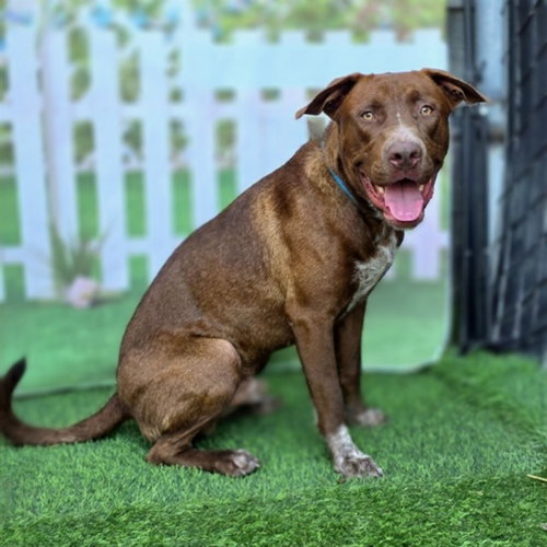 picture of the dog needing adoption