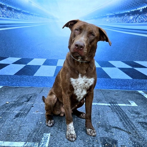 picture of the dog needing adoption