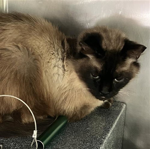 picture of the cat needing adoption