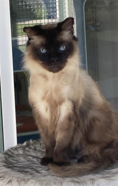 picture of the cat needing adoption