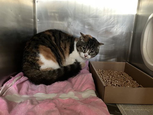 picture of the cat needing adoption