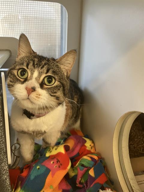 picture of the cat needing adoption