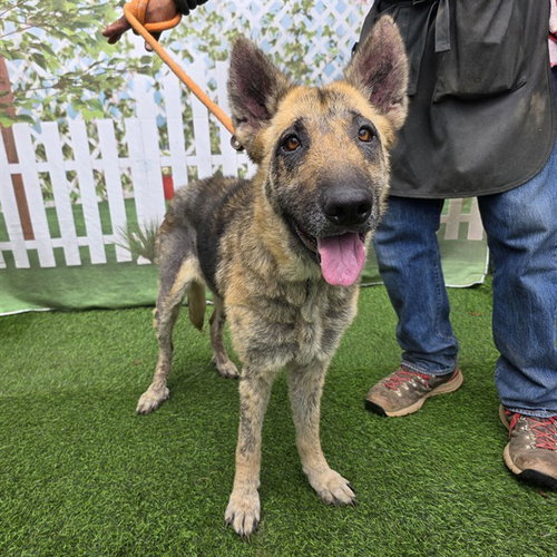 LUCY, an adoptable German Shepherd Dog in Long Beach, CA
