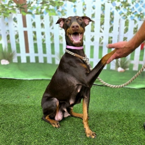picture of the dog needing adoption