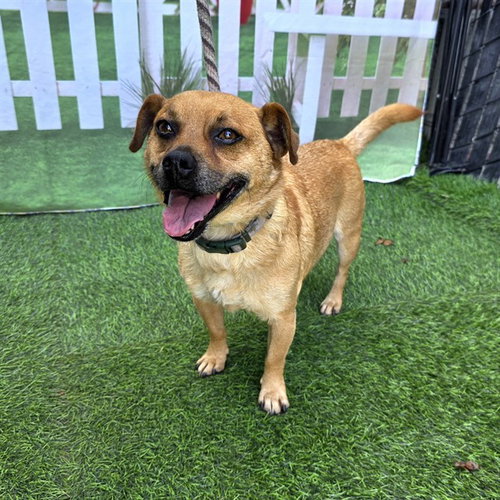 picture of the dog needing adoption