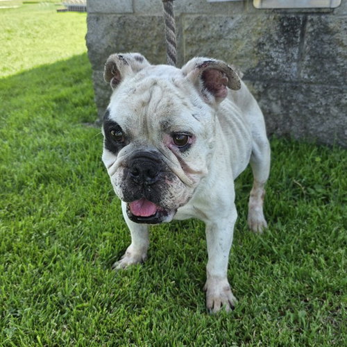 *WITHROW, an adoptable English Bulldog in Long Beach, CA