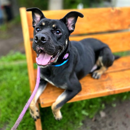 DRACO, an adoptable Staffordshire Bull Terrier in Long Beach, CA