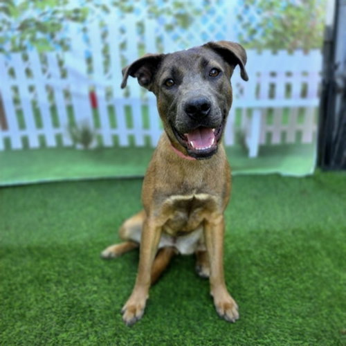 *ATHENA, an adoptable German Shepherd Dog in Long Beach, CA