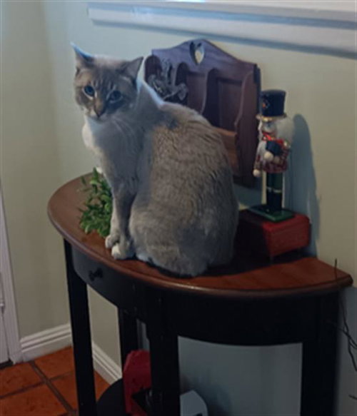 OBI, an adoptable Siamese in Long Beach, CA