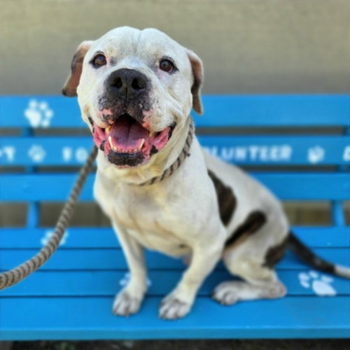 picture of the dog needing adoption