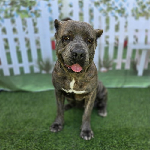 *DOTTIE, an adoptable Mastiff in Long Beach, CA