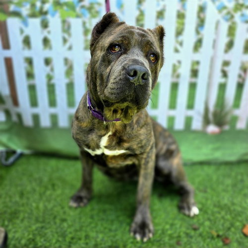 *DOTTIE, an adoptable Mastiff in Long Beach, CA