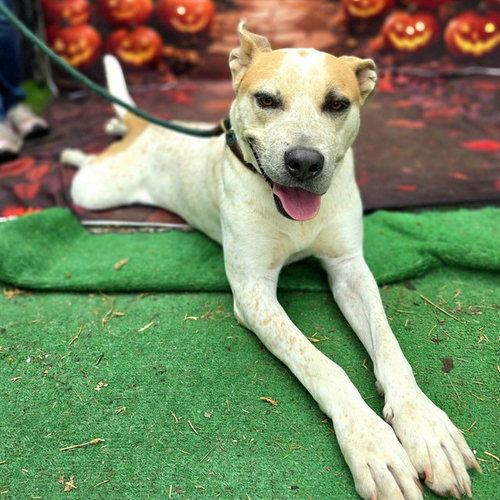 Swayze, Australian Cattle Dog/Blue Heeler / Mixed (medium coat)