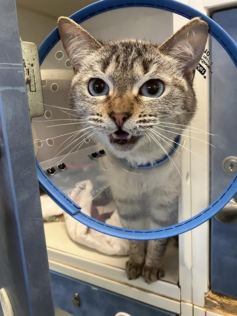 picture of the cat needing adoption