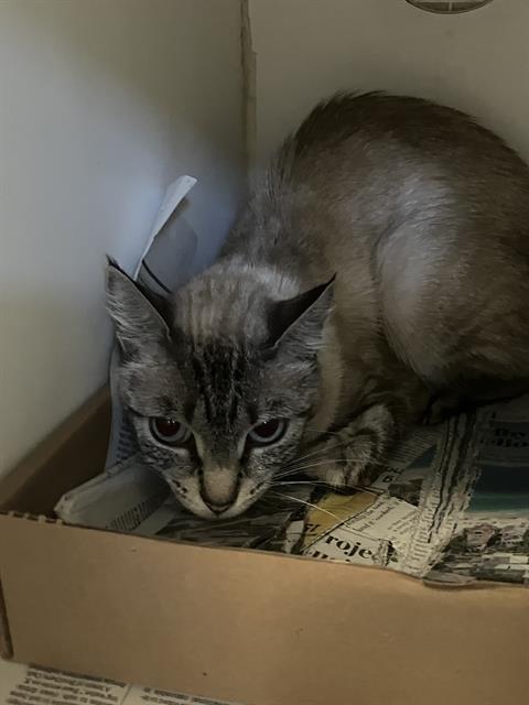 picture of the cat needing adoption