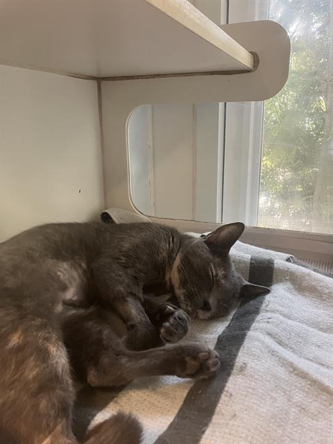 picture of the cat needing adoption