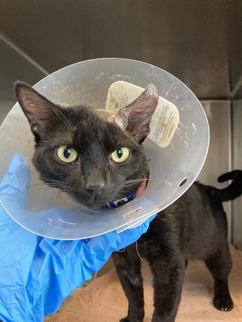 MIDNIGHT, Adult Domestic Short Hair (medium coat), cat for adoption in Westminster, California