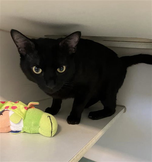 MIDNIGHT, Adult Domestic Short Hair (medium coat), cat for adoption in Paramount, California