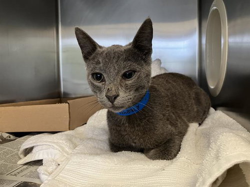 *SAMMY, Baby Domestic Short Hair (medium coat), cat for adoption in Westminster, California