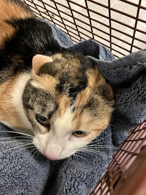picture of the cat needing adoption