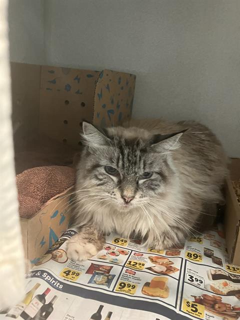 picture of the cat needing adoption