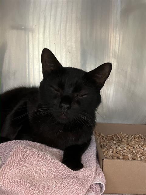 *JOLLY, Adult Domestic Medium Hair (medium coat), cat for adoption in Westminster, California