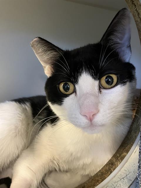 *TONROY, Adult Domestic Short Hair (medium coat), cat for adoption in Westminster, California
