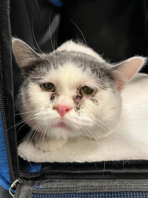 picture of the cat needing adoption