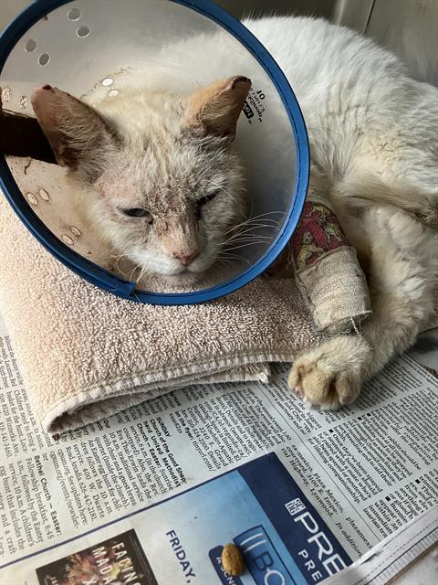 picture of the cat needing adoption