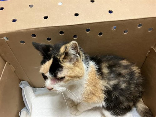 *LACEY, Senior Domestic Short Hair (medium coat), cat for adoption in Westminster, California