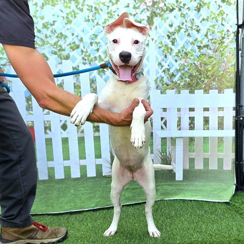 *COCONUT CREAM, an adoptable American Pit Bull Terrier in Long Beach, CA