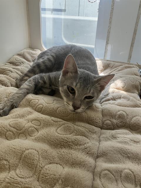 *MARIO, Young Domestic Short Hair (medium coat), cat for adoption in Westminster, California