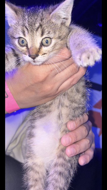 *STEWIE, Baby Domestic Short Hair (medium coat), cat for adoption in Westminster, California