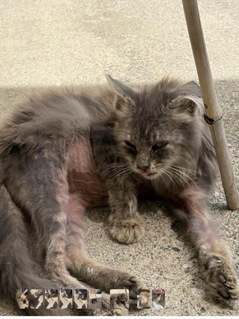*JANE, Baby Domestic Long Hair (medium coat), cat for adoption in Westminster, California