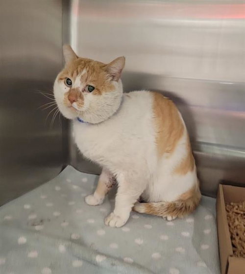 *COUPE, Adult Domestic Short Hair (medium coat), cat for adoption in Brea, California