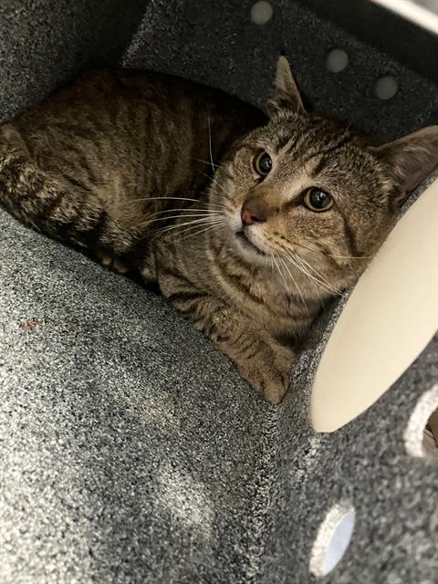 *JOHNNY, Young Domestic Short Hair (medium coat), cat for adoption in Brea, California
