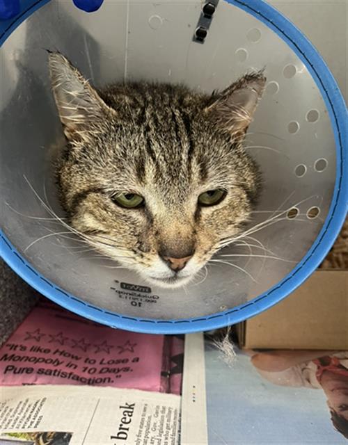 *JOHNNY, Young Domestic Short Hair (medium coat), cat for adoption in Alhambra, California