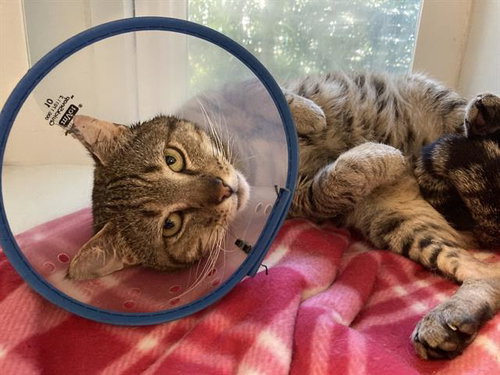 *JOHNNY, an adoptable Domestic Short Hair in Long Beach, CA