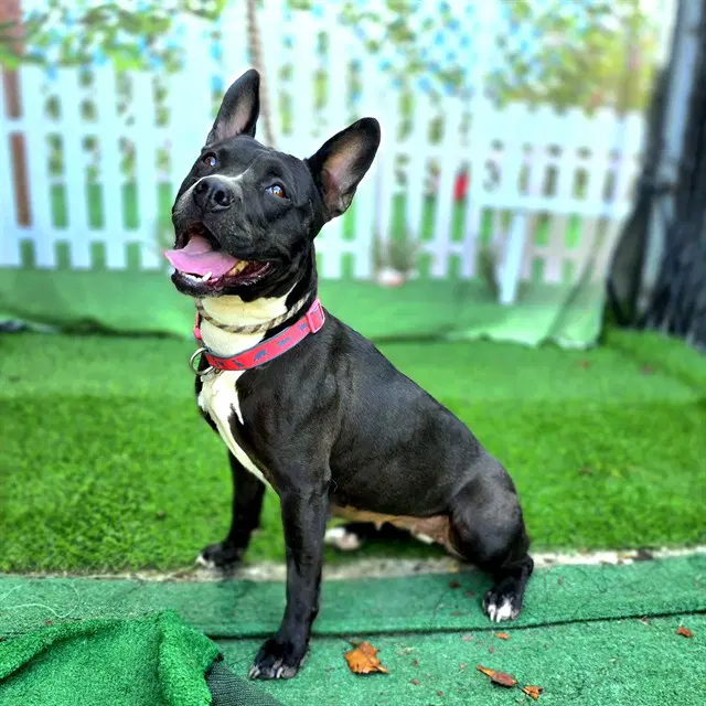 Madrid - Pit Bull Terrier
